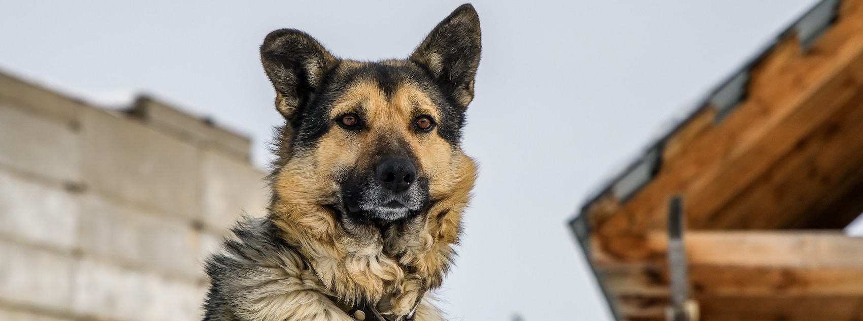 Yes So I Said Yes Dog Lyric Belfast Hero Image